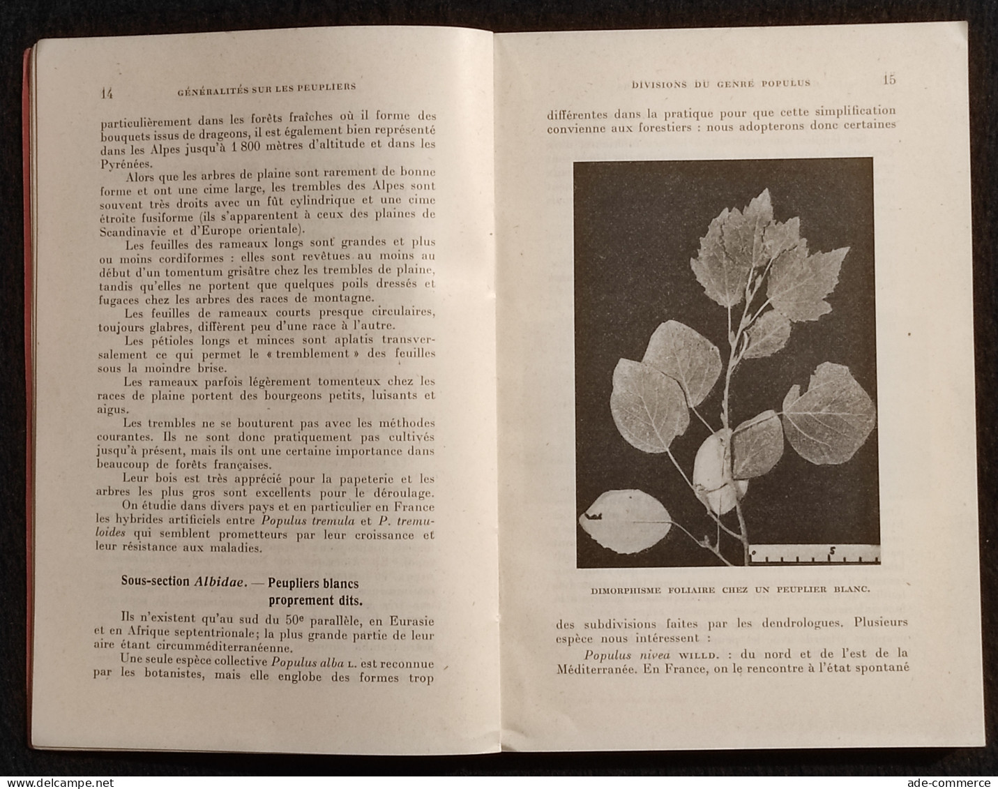 La Culture Du Peuplier - J. Pourtet - Ed.  J.B. Bailliere - 1957 - Jardinería