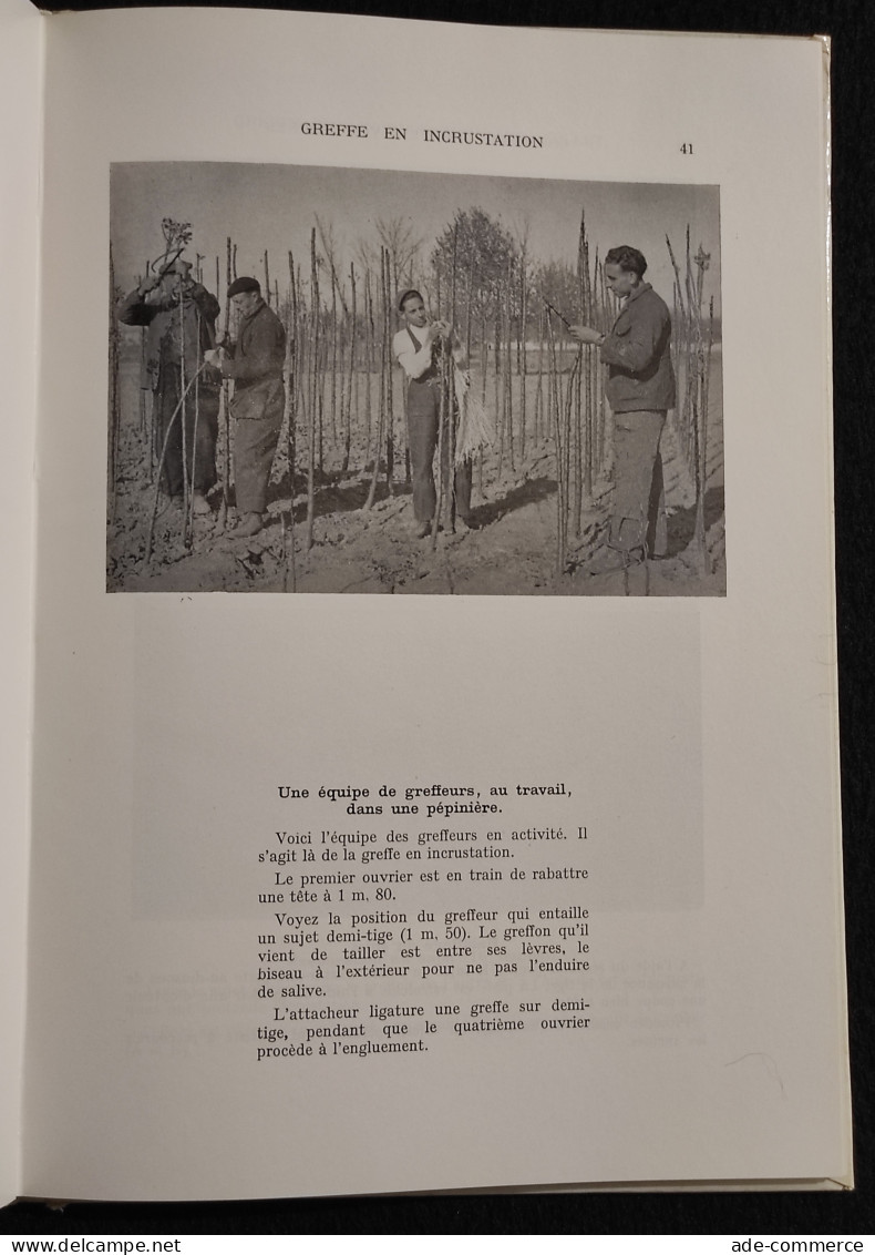 Comment Greffer Vos Arbres - P. Michard - Flammarion - 1952 - Jardinage