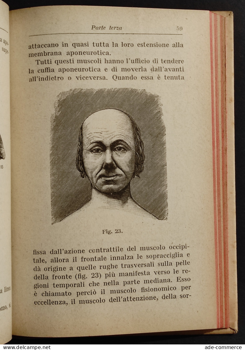 Manuale Di Anatomia Pittorica - S. Lombardini - Ed. Hoepli - 1923 - Medicina, Psicología