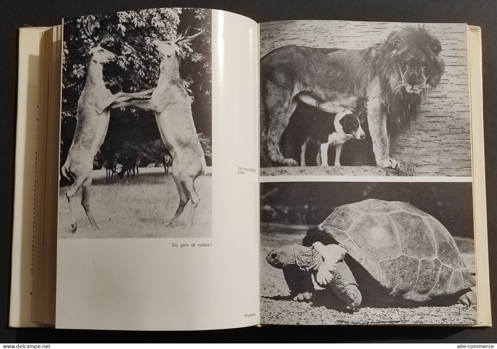 Questa, La Civiltà Degli Animali - G. Bonuzzi - Ed. Cappelli - 1964 I Ed. - Animales De Compañía