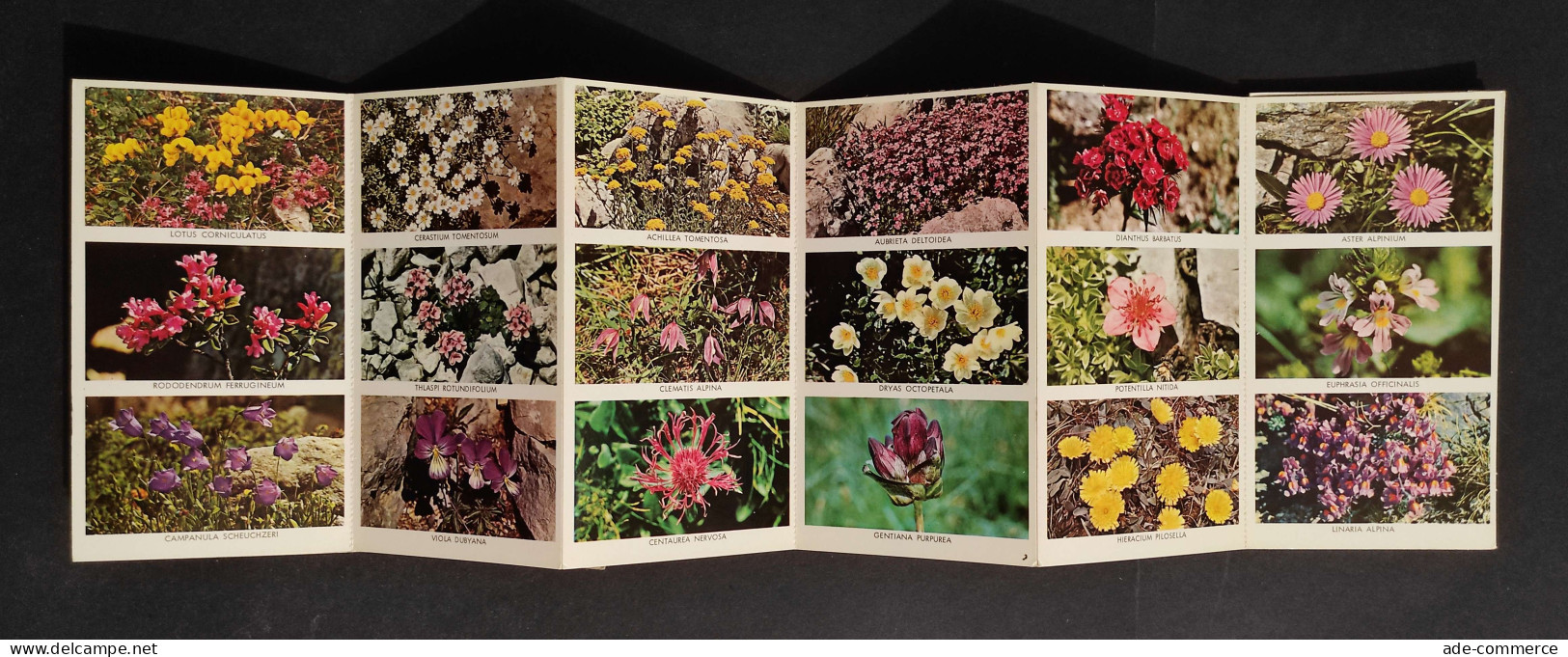 Flora Alpina - Alpenblumen - Fleurs Des Alpes - Giardinaggio