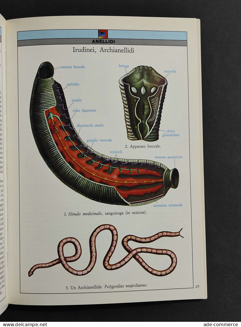 Atlanti Scientifici - Zoologia Invertebrati - Ed. Giunti - 1993 - Animales De Compañía