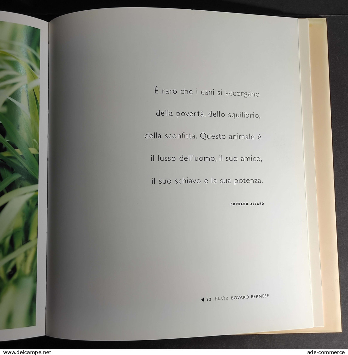 101 Tenerezze Per Amore Dei Cani - R. Hale - Ed. Contrasto - 2003 - Fotografia
