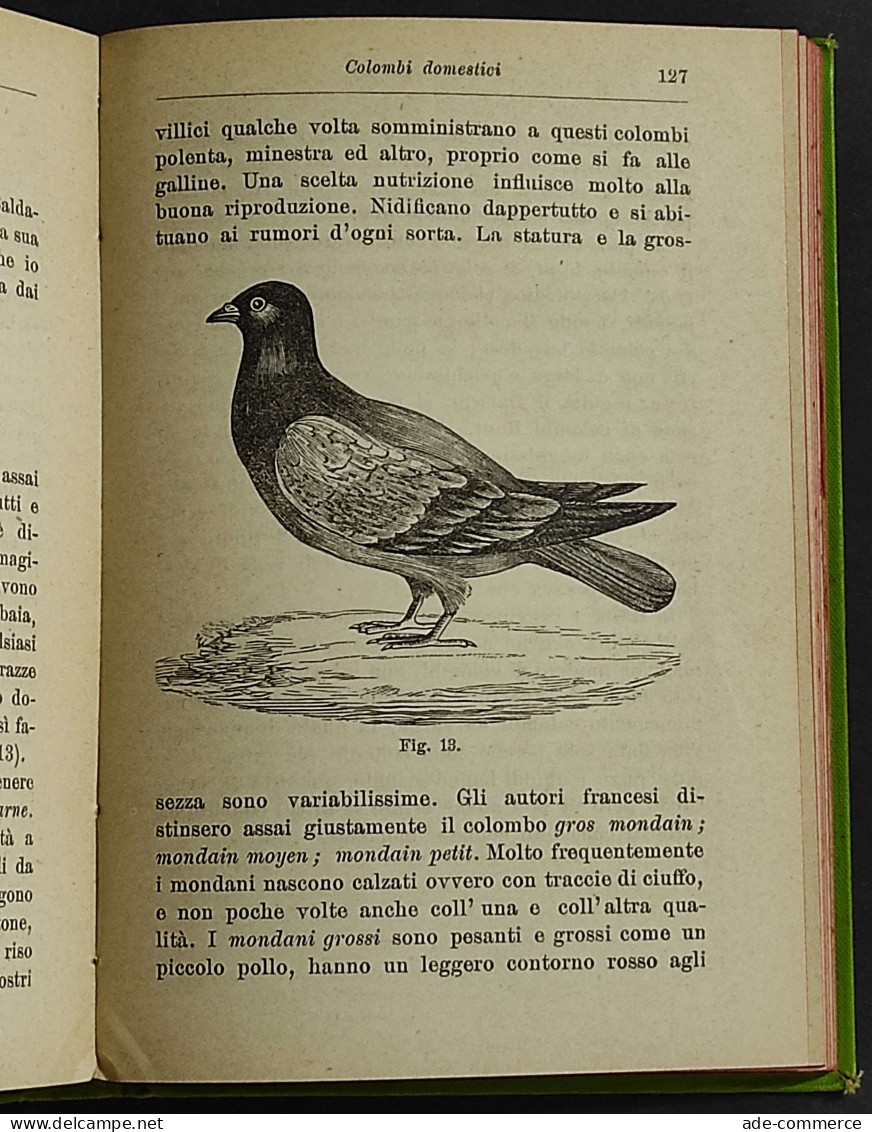 Colombi Domestici E La Colombicultura - P. Bonizzi - Ed. Hoepli - 1902 - Manuali Per Collezionisti