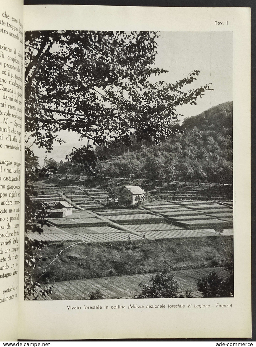 Come Si Rimboschisce - A. Merendi - Ed. REDA - 1940 - Gardening