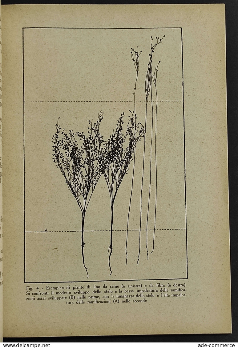 Il Lino - A. D. Delle Rose - Ed. REDA - 1943 - Jardinage