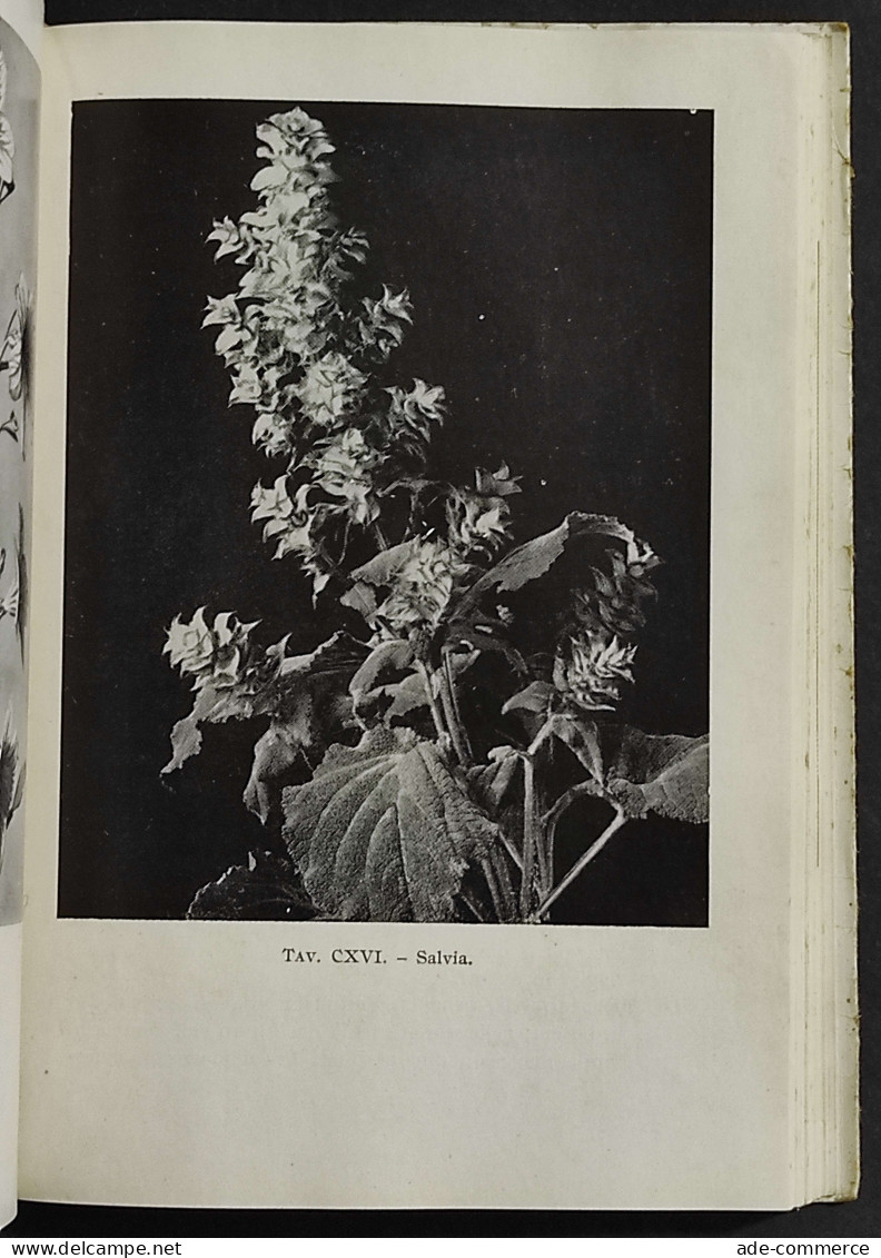 Coltivazione Cittadina - Piante E Fiori - L. Ghidini - Ed. Hoepli - 1951 - Gardening