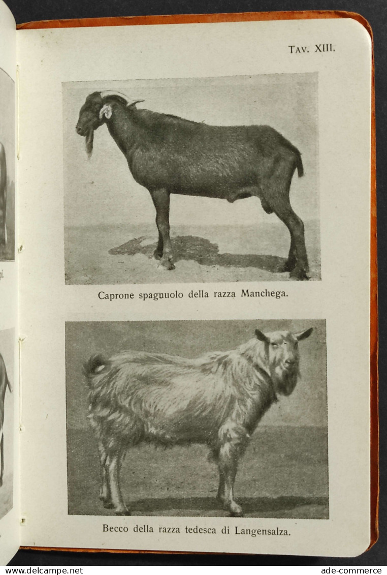 La Capra - E. Mascheroni - Ed. Paravia - 1928