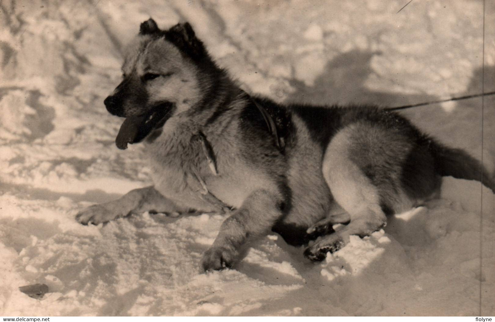 Chiens - Carte Photo - Chien Esquimau Dans La Neige - Dog - Chiens