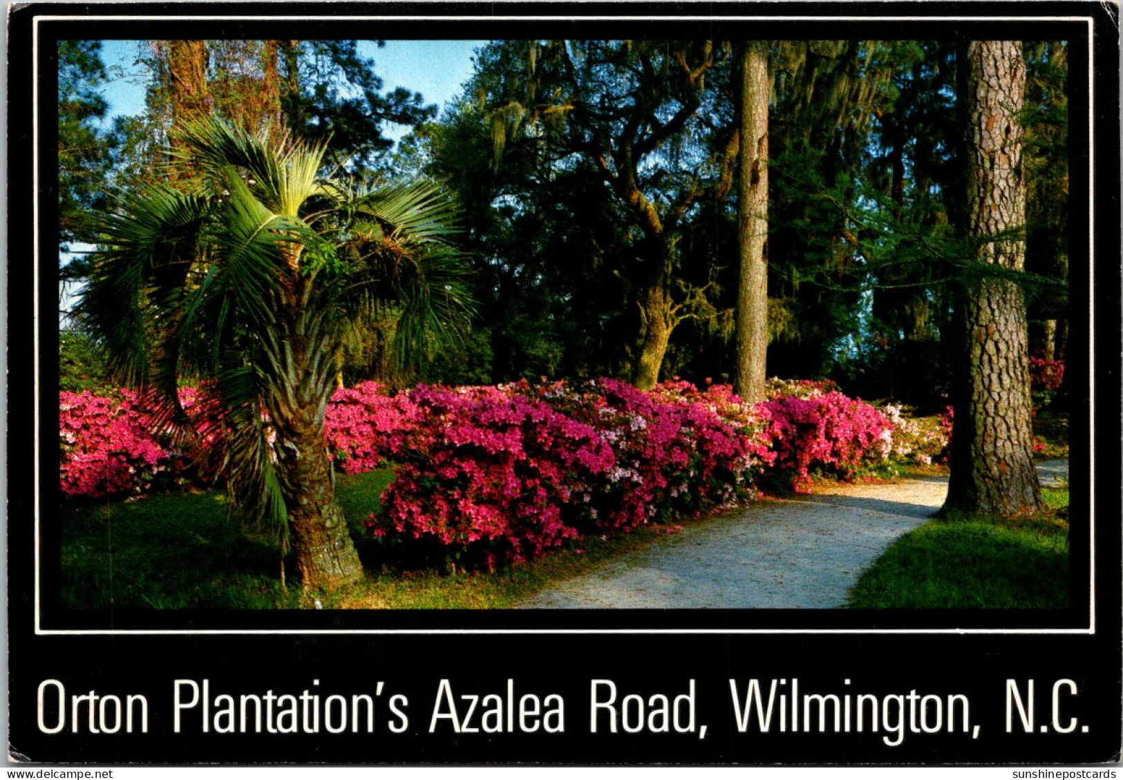 North Carolina Wilmington Orton Plantation's Azalea Road - Wilmington