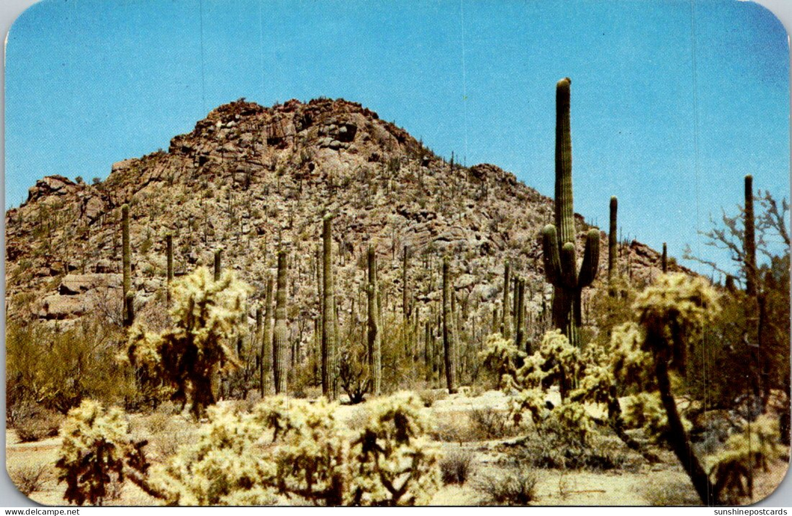 Arizona Tucson Mountain Park Cholla And Saguaro Cactus - Tucson