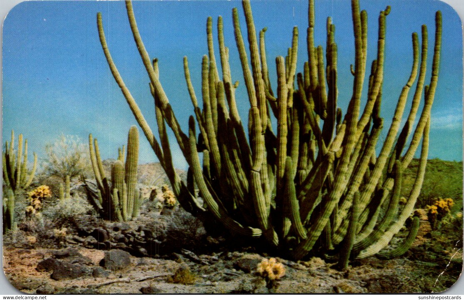 Organ Pipe Cactus - Cactus