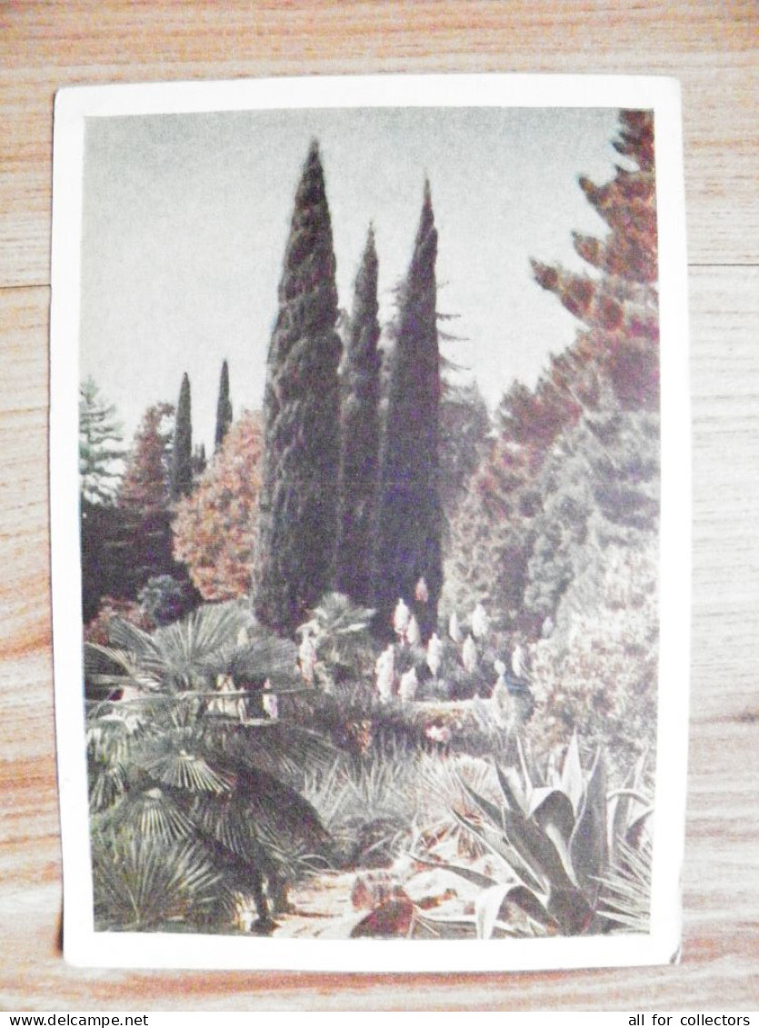 Postal Stamped Stationery Card Ussr Russia Sochi 1954 Park Trees - 1950-59