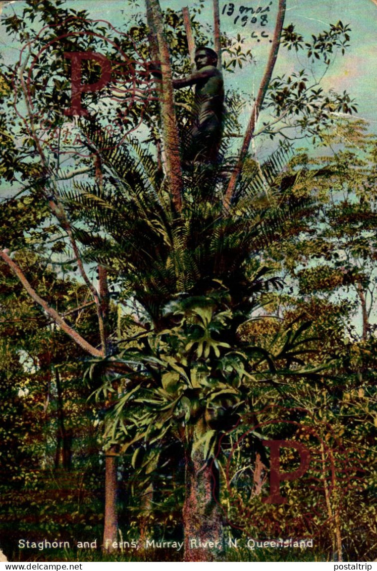 AUSTRALIA. STAGHORN AND FERNS, MURRAY RIVER, N. QUEENSLAND - Aborigenes