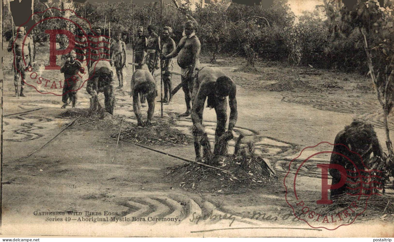 AUSTRALIA. GATHERING WILD BIRDS EGGS. ABORIGINAL MYSTIC BORA CEREMONY. - Aborigenes