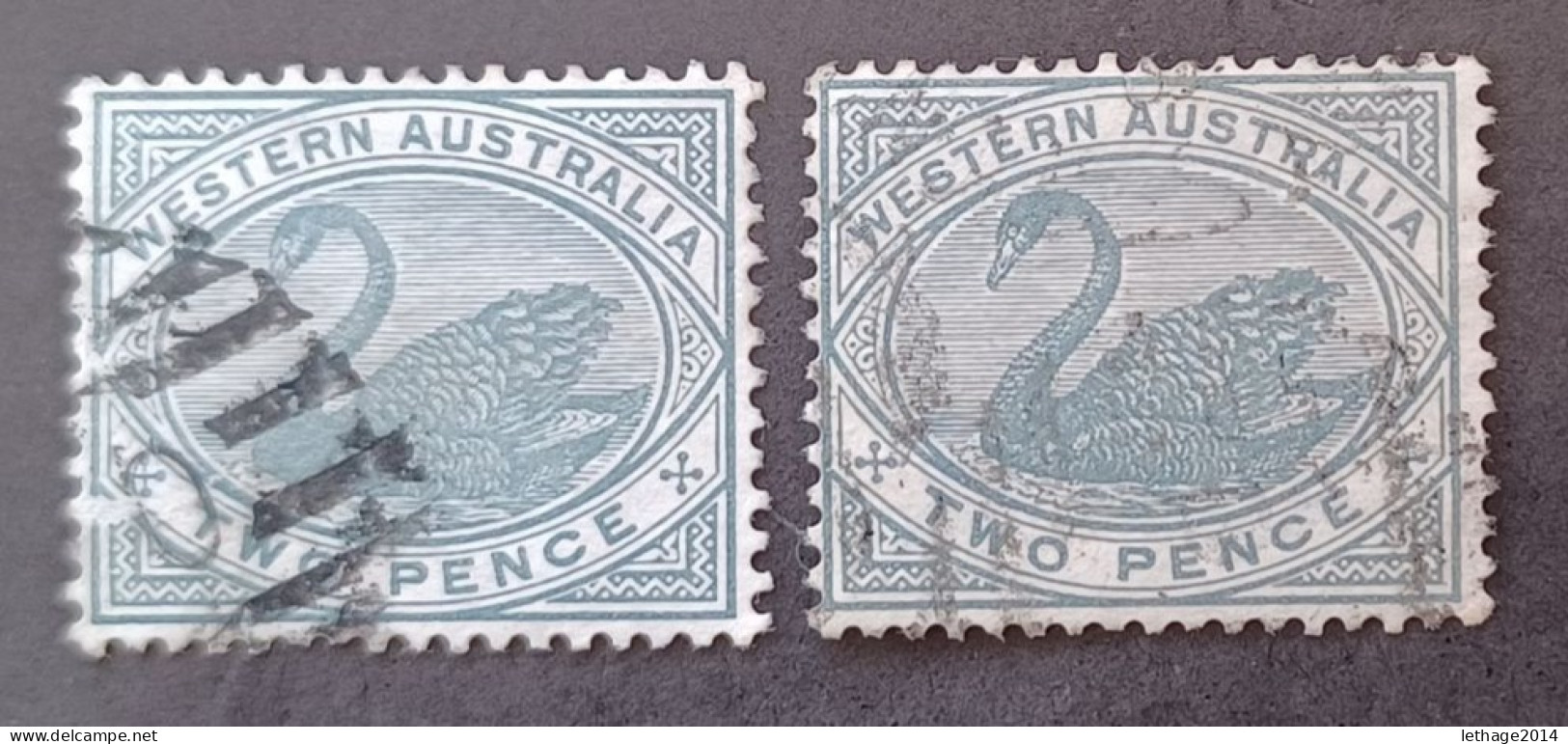 WESTERN AUSTRALIA 1888 SWAN CAT GIBBONS N 96 WMK CROWN CA - Oblitérés