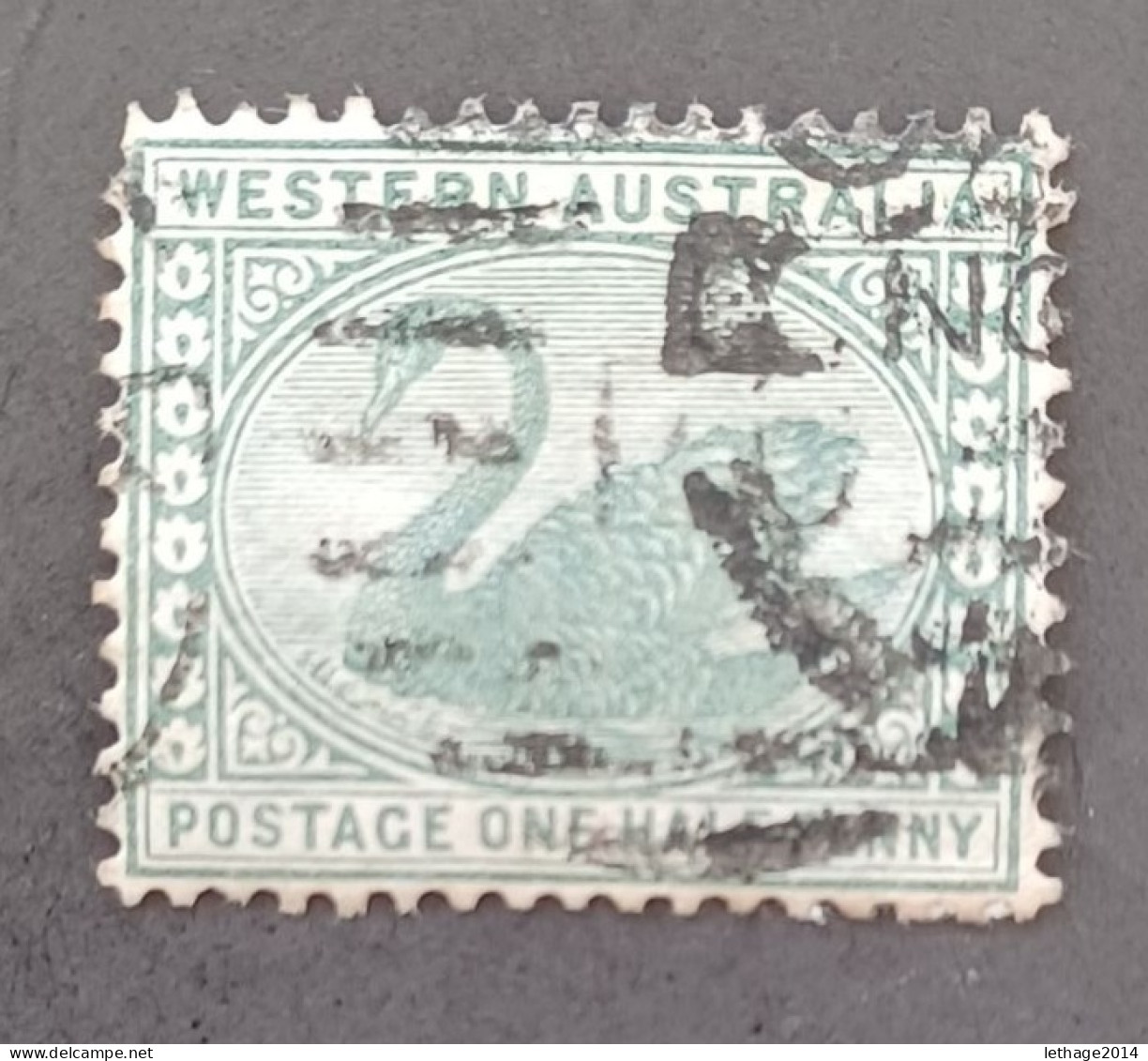 WESTERN AUSTRALIA 1888 SWAN CAT GIBBONS N 96 WMK CROWN CA - Usados