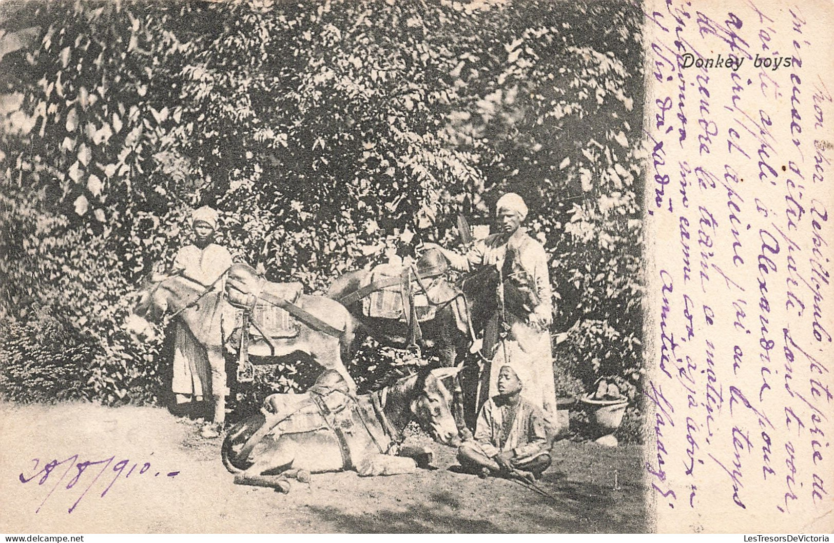 Egypte - Alexandrie - Donkey Boys - Ane - Animé - Carte Postale Ancienne - Alexandria