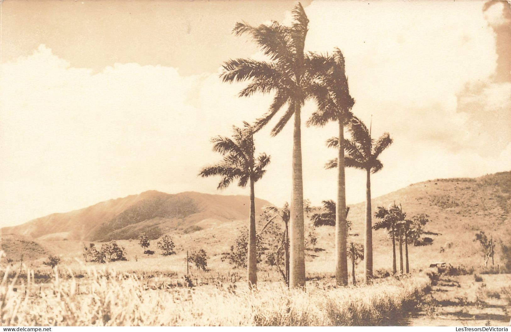 Nouvelle Calédonie - Palmier  - Carte Photo - Carte Postale Ancienne - Nuova Caledonia