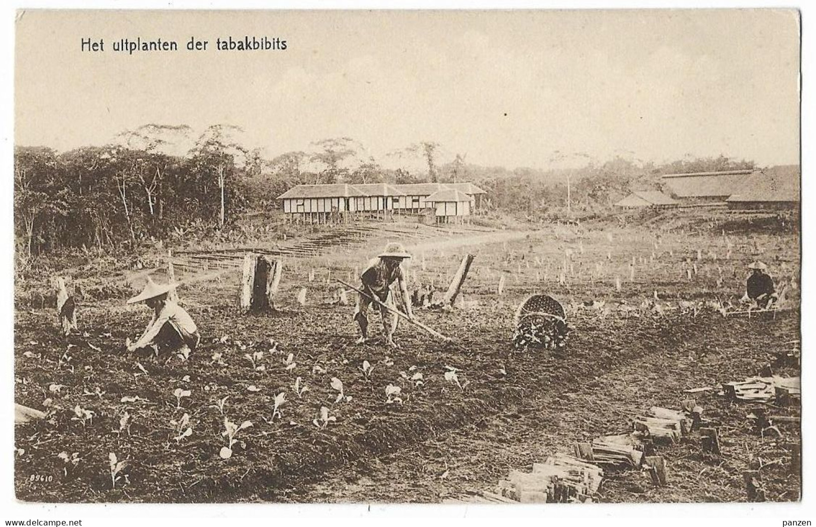 Sumatra Tobacco Fields Postcard  Az.13 - Tabak