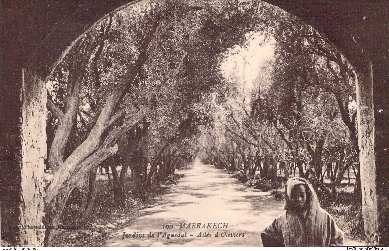 MAROC - MARRAKECH - Jardins De L'Aguedal - Allée D'Oliviers - Carte Postale Ancienne - Marrakesh