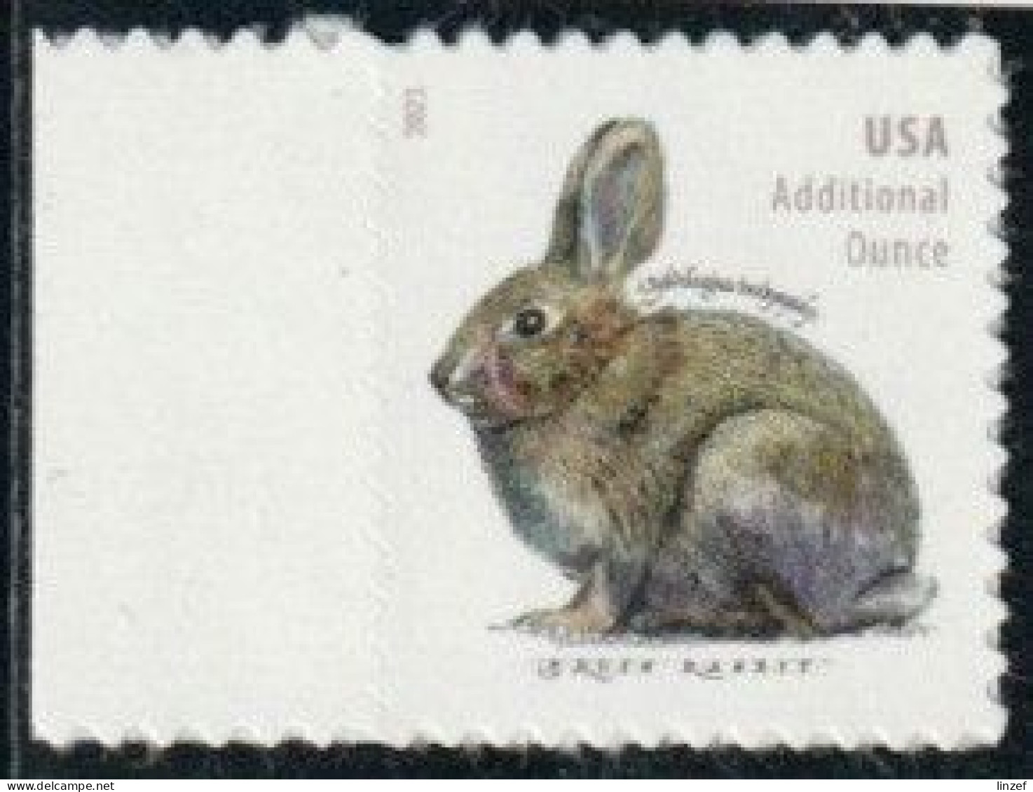 Etats-Unis 2021 Yv. N°5395 - Lapin De Bachman - Neuf - Unused Stamps