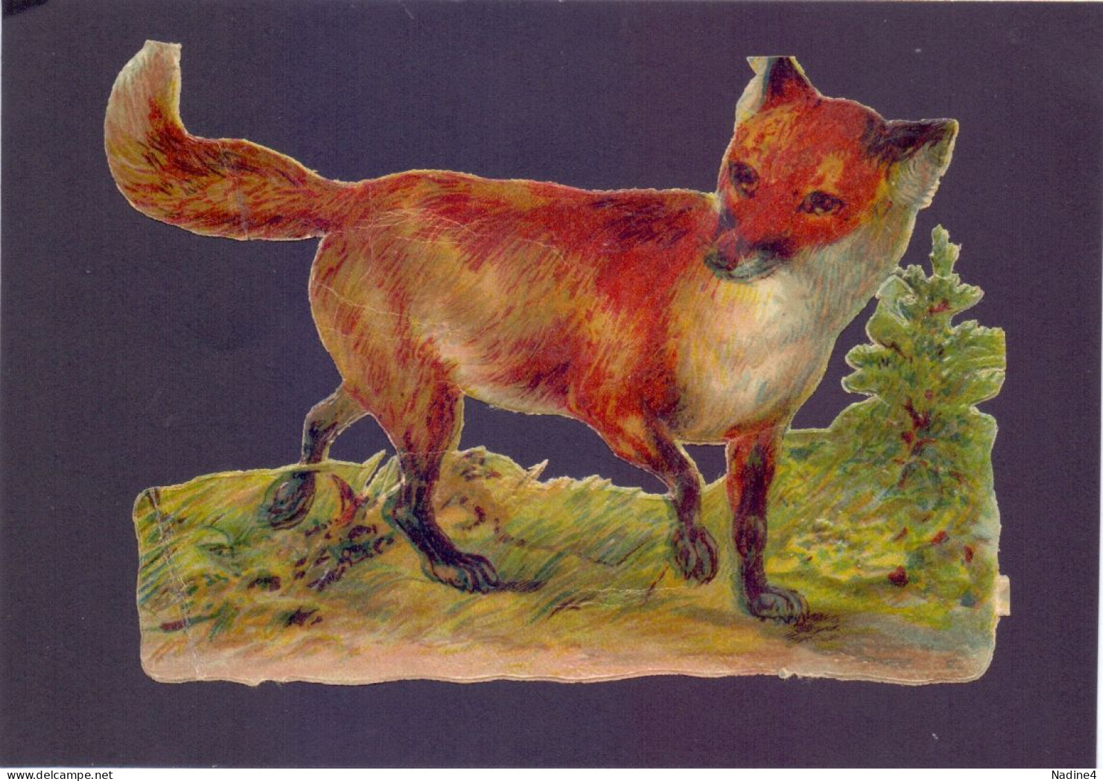 Chromo - Vos , Fox , Renard - Animals