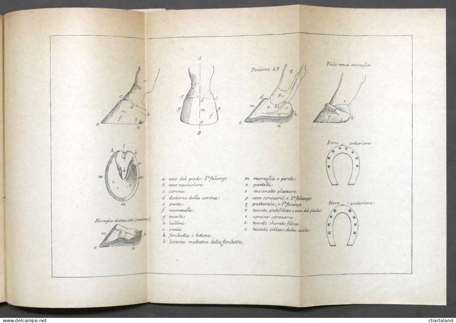 Ministero Della Guerra - Compendio D'Ippologia Per Uso Del Regio Esercito - 1900 - Documents