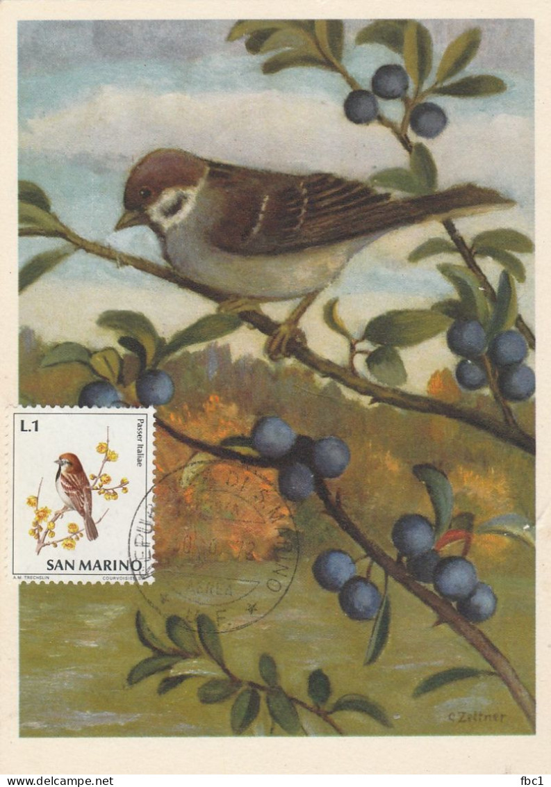 San Marino - Carte Maximum - Moineau Friquet 1972 - Sparrows