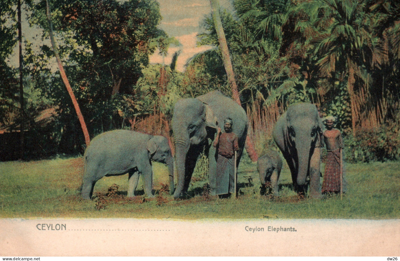 Ethnologie Asie (Ceylon, Ceylan) Elephants And Trainers (et Dresseurs) Edition Platé @ Co. Carte Colorisée, Non Circulée - Asia