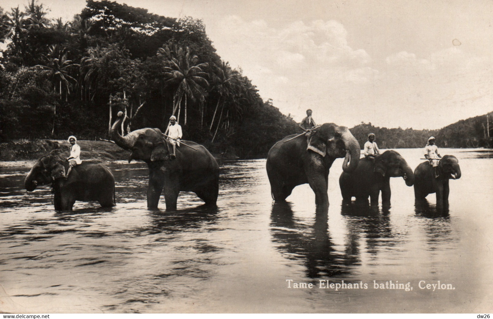 Ethnologie Asie (Ceylon, Ceylan) Tame Elephants Bathing (au Bain) Edition Platé Ltd. Carte De 1932 - Azië