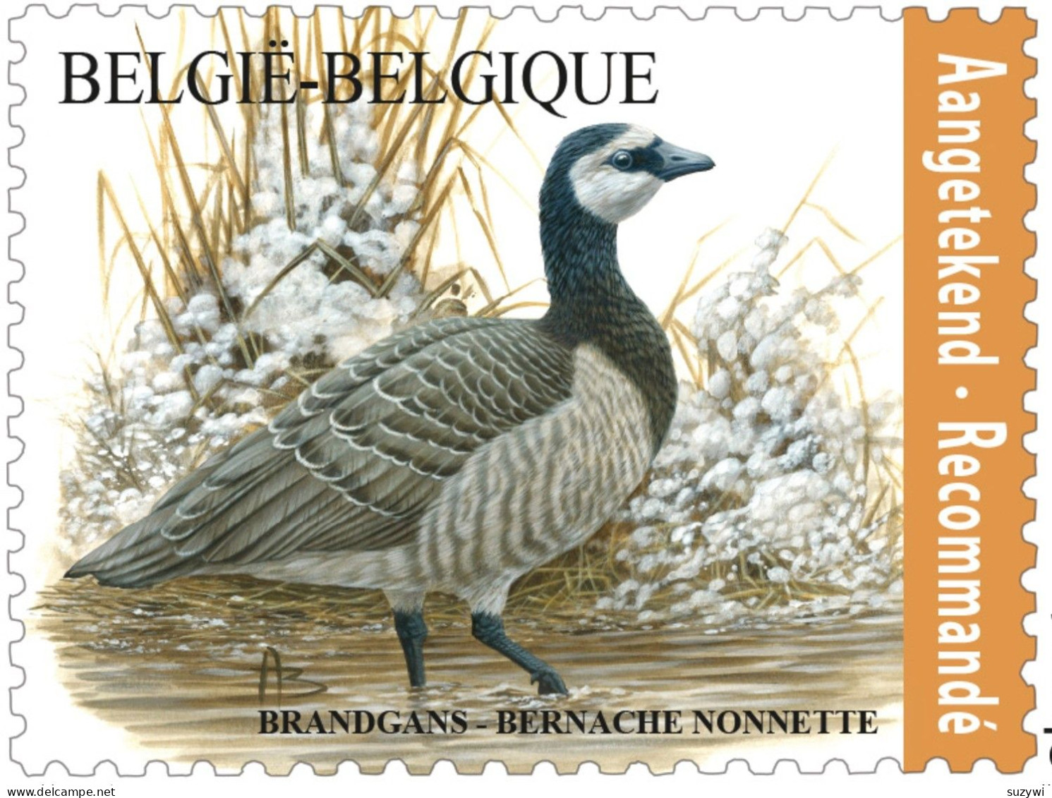 Belgien**Brandgans-Branta Leucopsis-Einschreiben Mke-Mi4958-VOGEL-BUZIN BIRDS - Geese