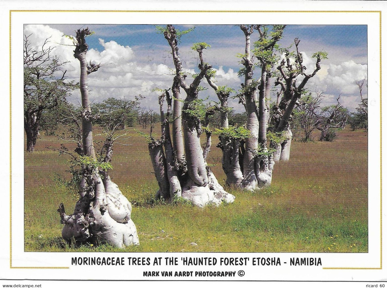 Cp Namibie Moringaceae Trees, Haunted Forest Etosha - Namibie