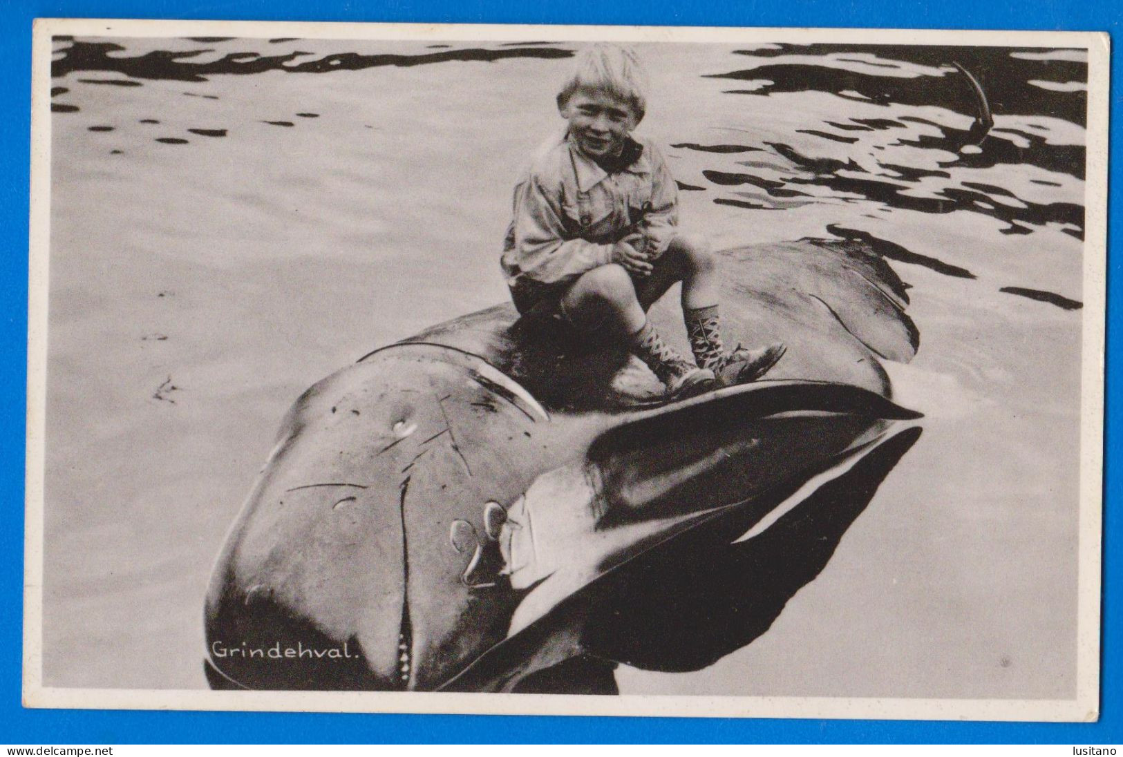 Denmark, Faroe Islands, Klakksvik , Grindehval, Boy And Pilote Whale, Garçon Et Baleine, Real Photo Postcard - Féroé (Iles)