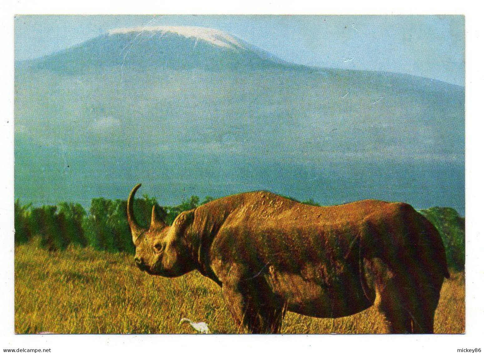 KENYA-- Rhinocéros  Devant Le Kilimandjaro - Kenia