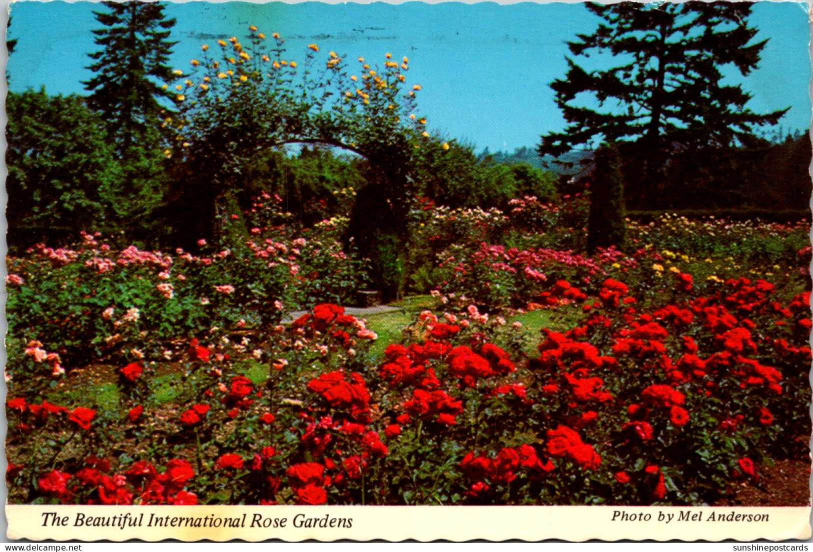 Oregon Portland Washington Park International Rose Test Gardens 1973 - Portland