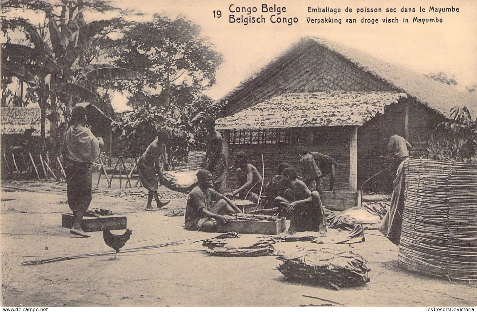 CONGO BELGE - Emballage De Poisson Sec Dans Le Mayumbe - Carte Postale Ancienne - Congo Belga