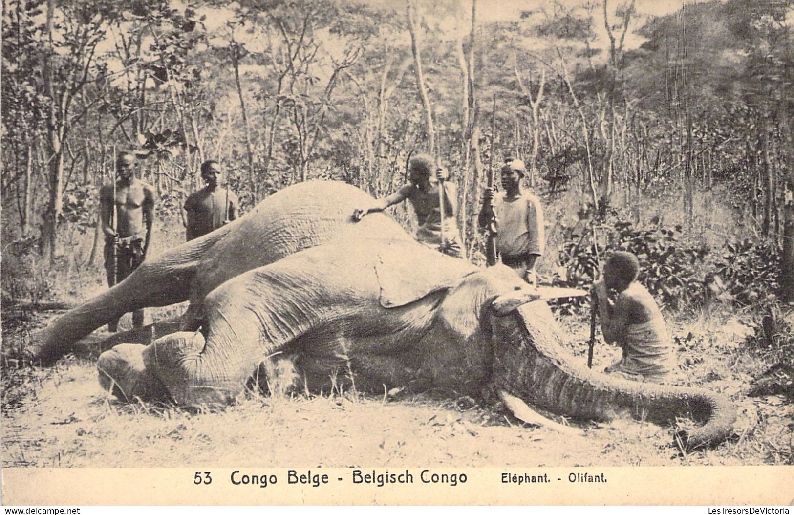 CONGO BELGE - Elephant - Chasse - Carte Postale Ancienne - Belgisch-Kongo