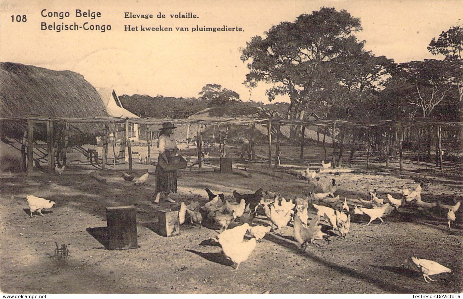 CONGO BELGE - Elevage De Volaille - Agriculture - Carte Postale Ancienne - Congo Belga