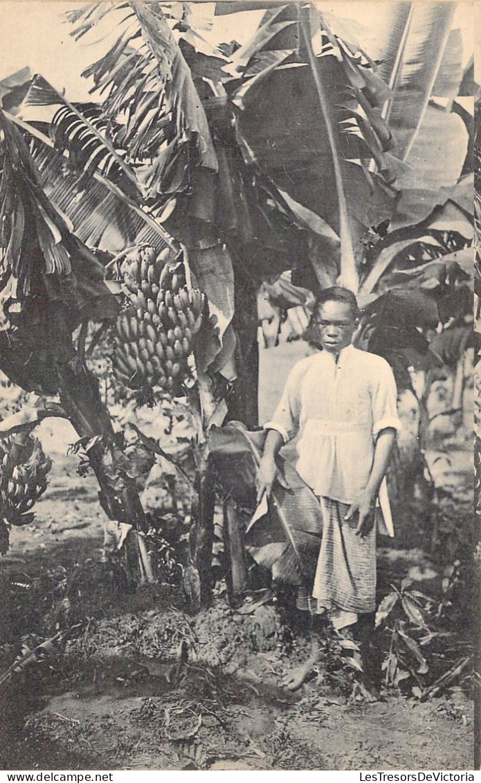 CONGO BELGE - Mission De Kangu - Un Bananier - Mayombe - Carte Postale Ancienne - Congo Belga