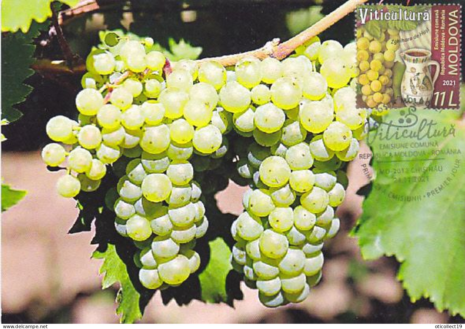 AGRICULTURE, VITICULTURE, GRAPES, MAXIMUM CARD, OBLIT FDC, 2021, MOLDAVIA-ROMANIA - Agriculture