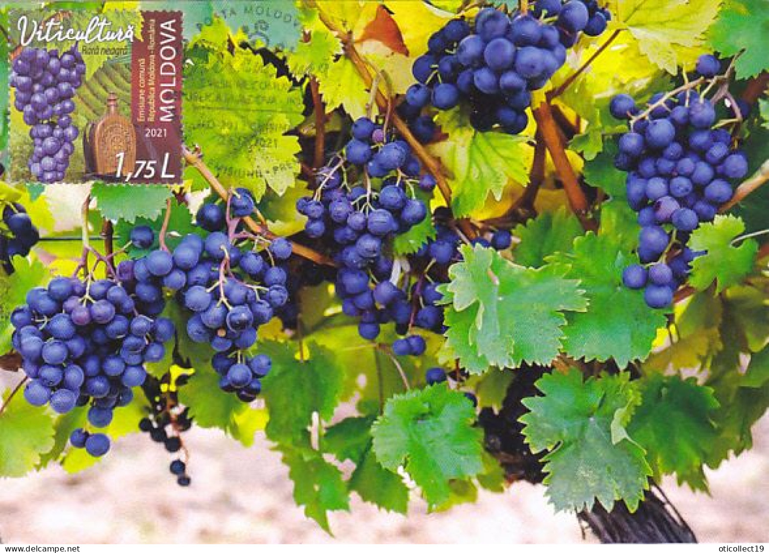 AGRICULTURE, VITICULTURE, GRAPES, MAXIMUM CARD, OBLIT FDC, 2021, MOLDAVIA-ROMANIA - Agriculture