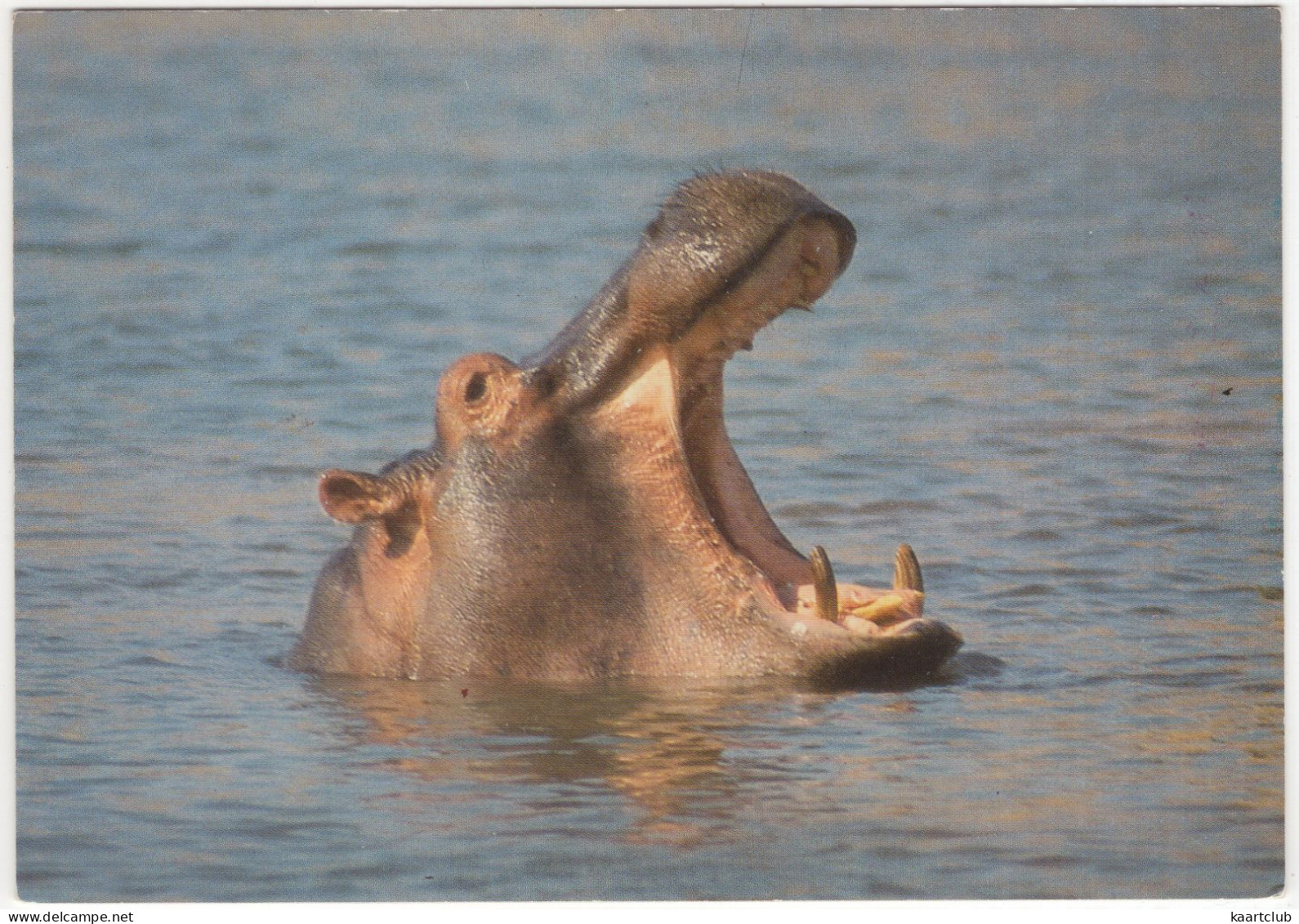 HIPPOPOTAMUS - (South-Africa)  - NIJLPAARD / FLUßPFERD - Hipopótamos