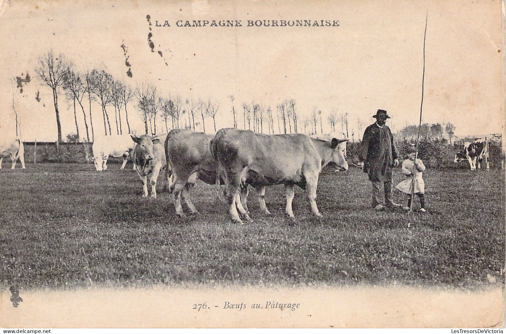 AGRICULTURE - ELEVAGE - La Campage Bourbonnaise - Boeufs Au Pâturage - Carte Postale Ancienne - Breeding