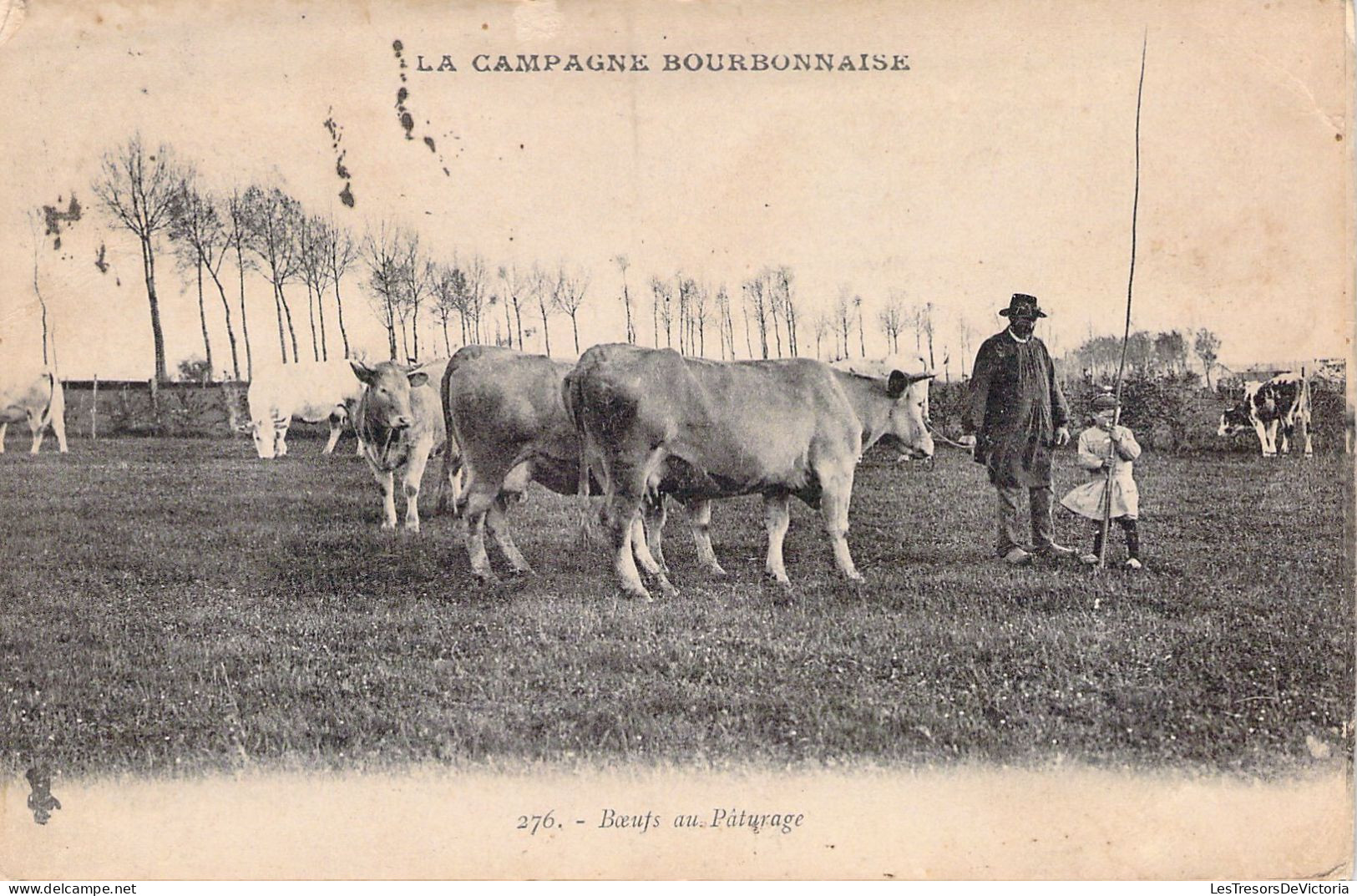 AGRICULTURE - ELEVAGE - La Campage Bourbonnaise - Boeufs Au Pâturage - Carte Postale Ancienne - Elevage