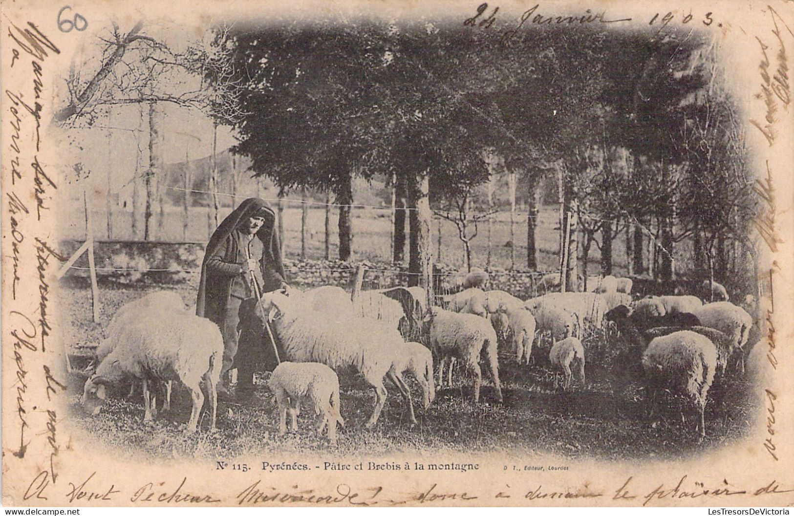 AGRICULTURE - ELEVAGE - Pâtre Et Brebis à La Montagne - Carte Postale Ancienne - Elevage