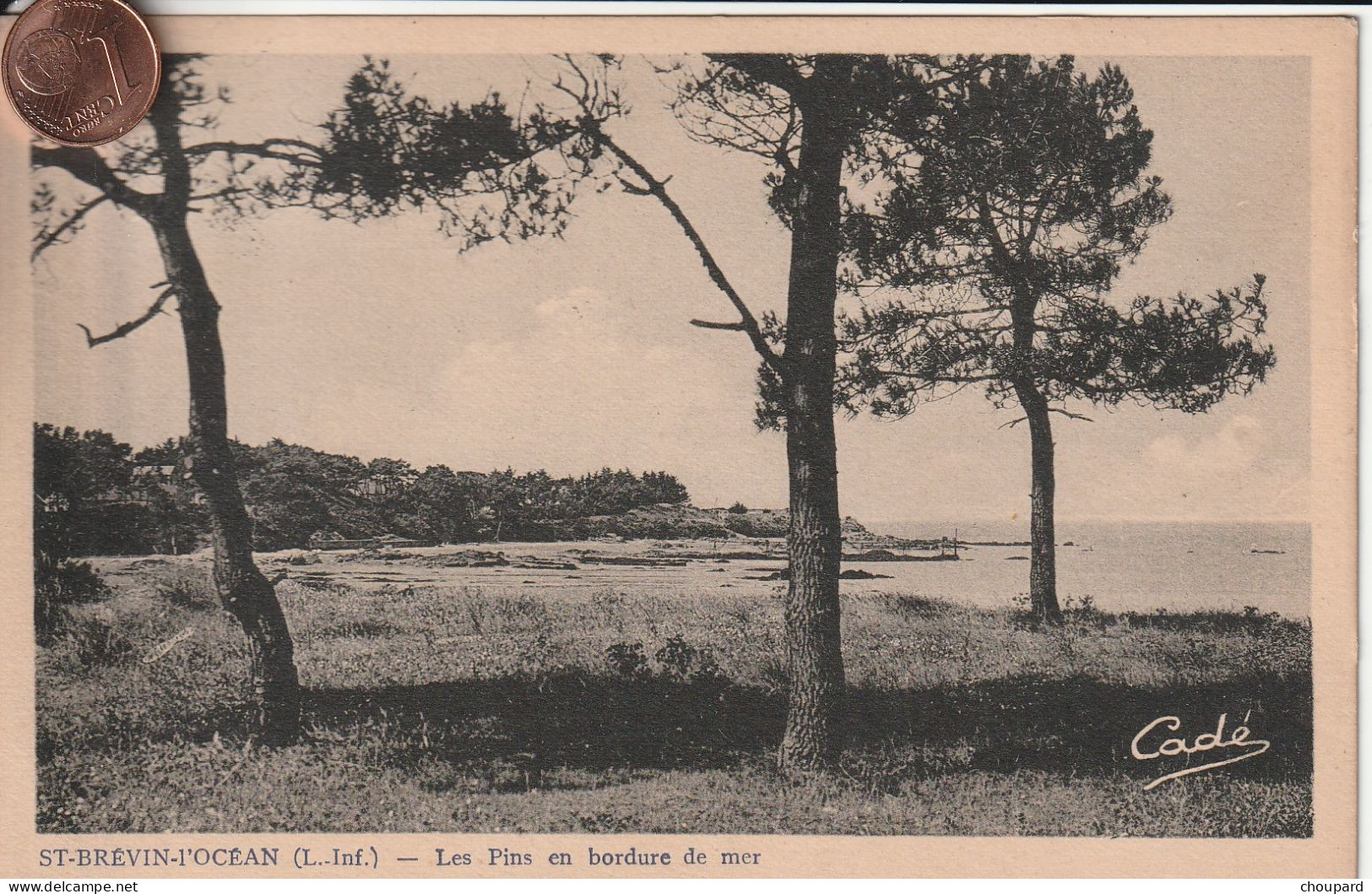 44 - Carte Postale Ancienne De SAINT BREVIN L'OCEAN   Les Pins En Bordure De Mer - Saint-Brevin-l'Océan