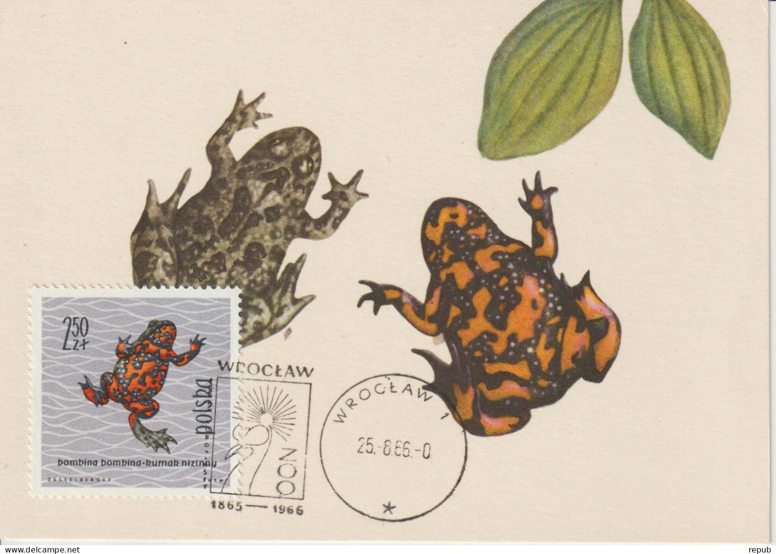 Pologne Carte Maximum 1963 Grenouille Rouge 1268 - Cartoline Maximum