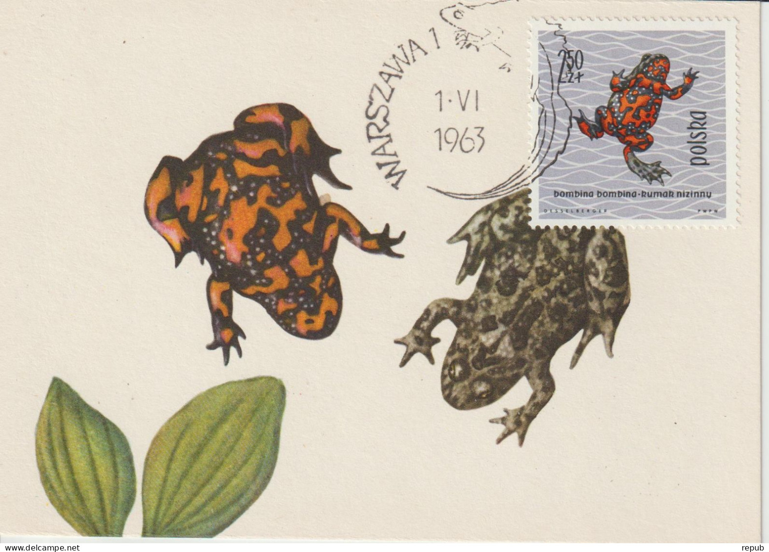 Pologne Carte Maximum 1963 Grenouille Rouge 1268 - Cartoline Maximum