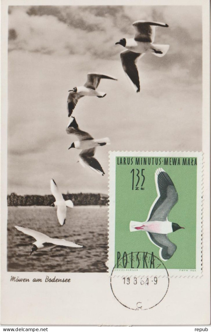 Pologne Carte Maximum Oiseaux 1964 Mouette 1352 - Maximumkaarten